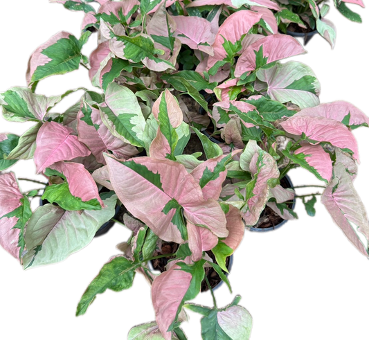 Syngonium Pink Lava - Wholesale Set of 10 Plants