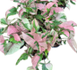 Syngonium Pink Lava - Wholesale Set of 10 Plants