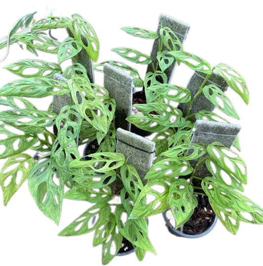 Monstera Adansonii Mint (Indo) - Wholesale Set of 10 Plants