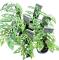 Monstera Adansonii Mint (Indo) - Wholesale Set of 10 Plants