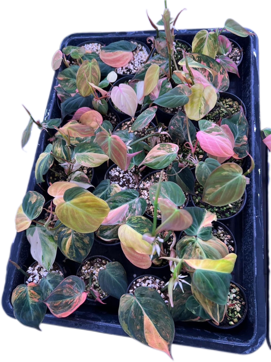 Philodendron Pink Micans Variegated - Wholesale Set of 5 Plants
