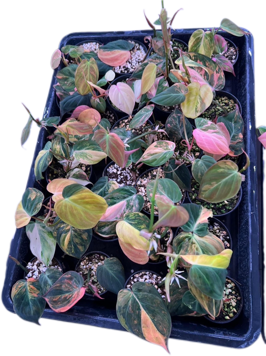 Philodendron Pink Micans Variegated - Wholesale Set of 5 Plants
