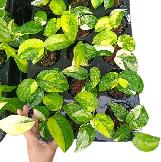 Scindapsus Jade Satin Variegated (Set of 10 Plants)