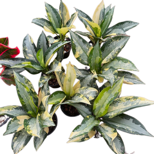 Aglaonema Suvarnabhumi Variegated (Set of 10 Plants)