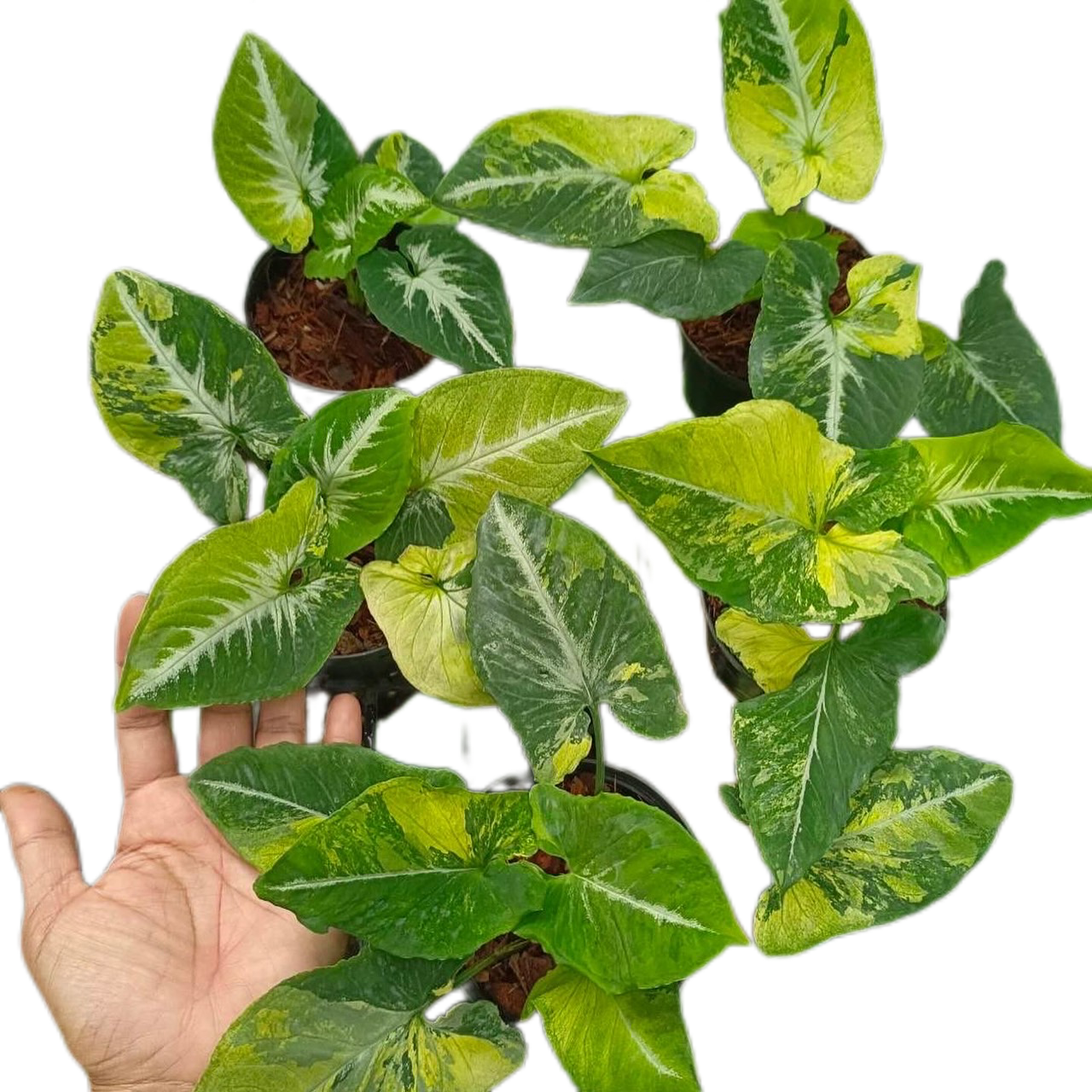 Syngonium Scrambled Eggs Variegated - Set of 10 Plants