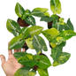 Syngonium Scrambled Eggs Variegated - Set of 10 Plants