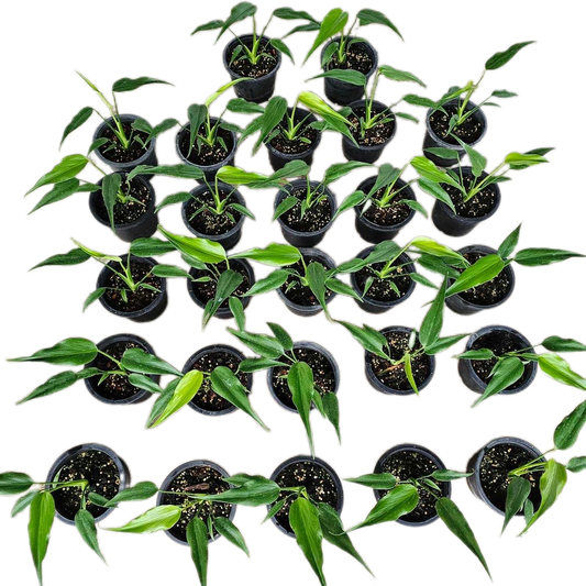 Monstera Burle Flame small  - Set of 10 Plants