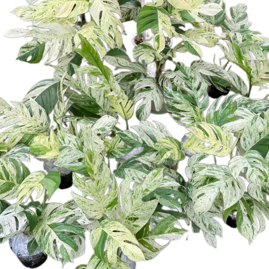 Epipremnum Pinnatum Marble Variegated - Set of 10 Plants