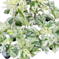 Epipremnum Pinnatum Marble Variegated - Set of 10 Plants