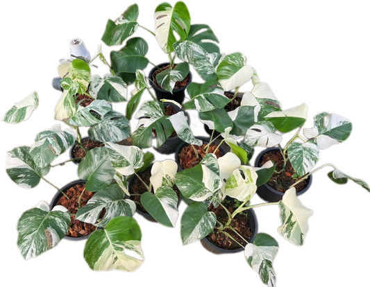 Monstera Albo Variegated - Set of 10 Plants
