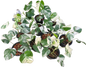 Monstera Albo Variegated - Set of 10 Plants