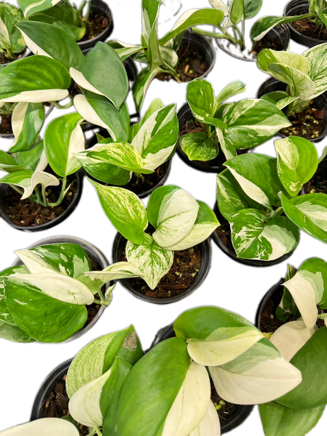 Scindapsus moonlight Albo Variegated - Set of 10 Plants