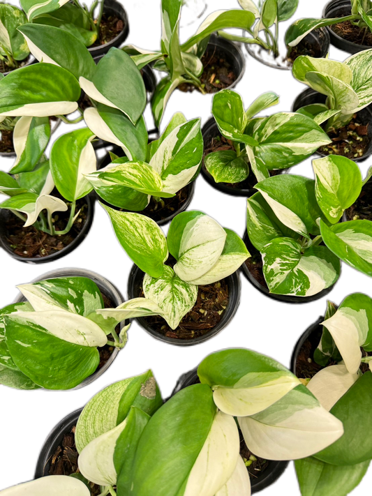 Scindapsus Exotica Blue Albo Variegated - Set of 10 Plants