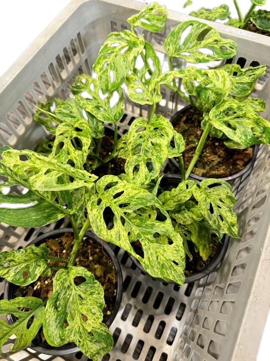 Monstera Laniata Mottled Variegated - Set of 10 Plants