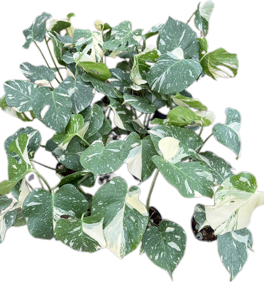 Monstera Thai Constellation small- Set of 10 Plants