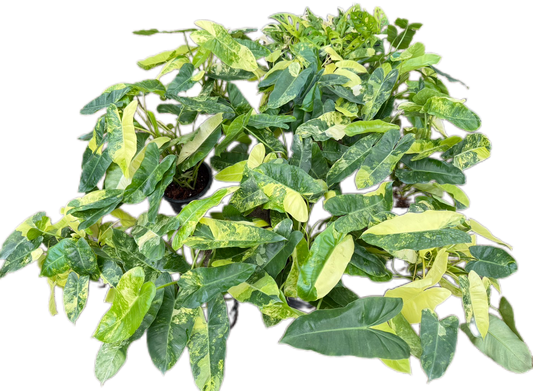 Philodendron Burle Marx Variegated - Set of 10 Plants