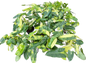 Philodendron Burle Marx Variegated - Set of 10 Plants