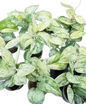 Scindapsus Jade Satin Marble Variegated - Set of 10 Plants