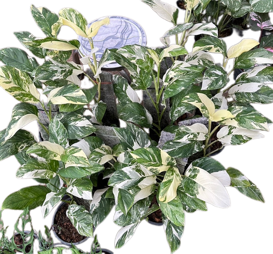 Monstera Lechleriana Albo Variegated - Set of 10 Plants