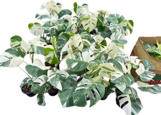 Monstera Borsigiana Albo Variegated - Set of 10 Plants