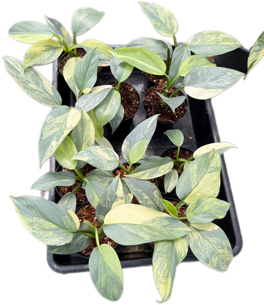 Philodendron Hastatum Silver Sword Variegated - Set of 10 Plants