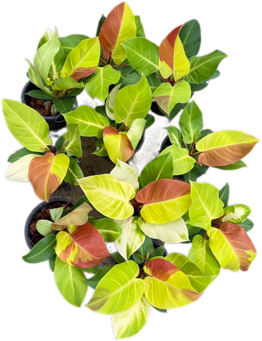 Philodendron Yellow Frame “Red Moon” - Set of 10 Plants