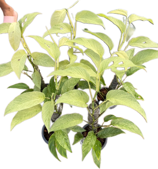 Monstera Laniata Mint Variegated - Set of 10 Plants