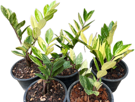 Zamioculcas Zamiifolia Variegated - Set of 10 Plants