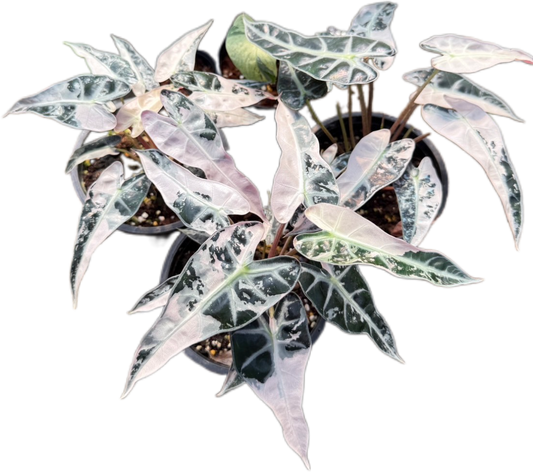 Alocasia Bambino Pink Variegated - Set of 5 Plants