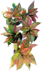 Aglaonema “Heng Heng” - Set of 10 Plants