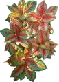 Aglaonema “Karat” - Set of 10 Plants