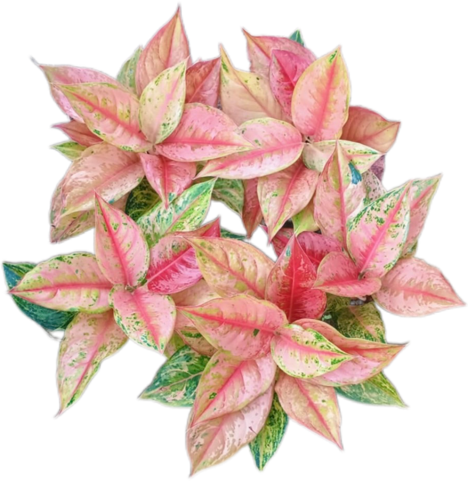 Aglaonema “Prakaiphet” - Set of 10 Plants