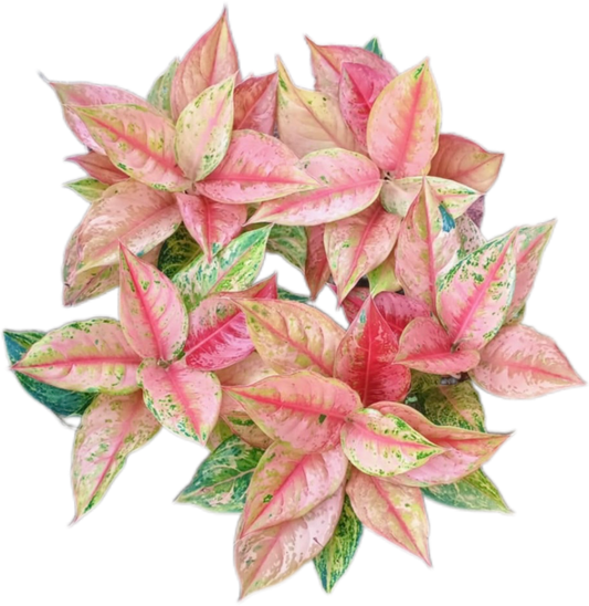 Aglaonema “Prakaiphet” - Set of 10 Plants