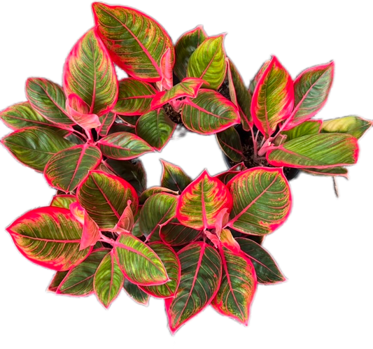 Set of 10 Aglaonema “Kanza” - Perfect for Collectors