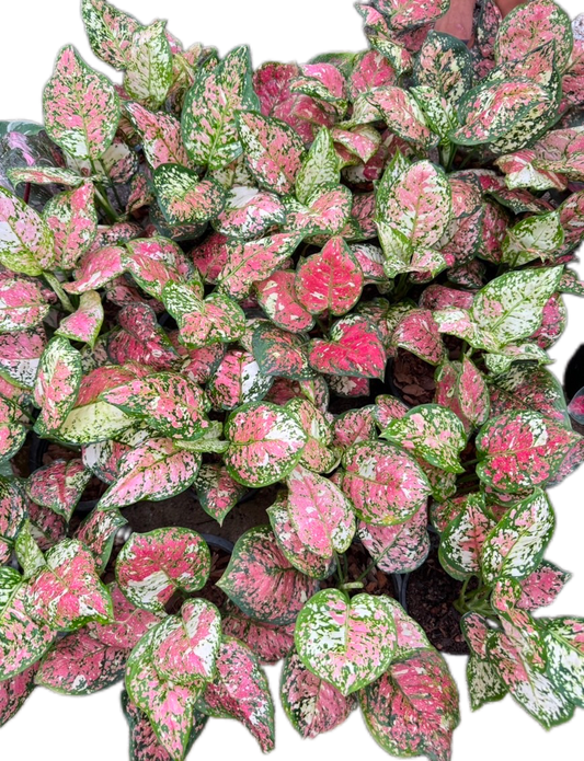 Aglaonema Tricolor “Anyamanee” – Set of 10 Plants