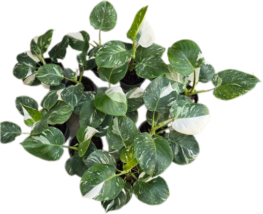 Philodendron White wizard marble Variegated - Wholesale Set of 10 Plants