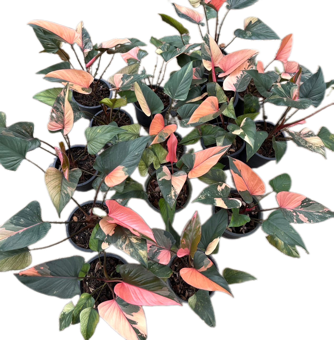 Homalomena Rubescens Pink Diamond – Set of 10 Plants