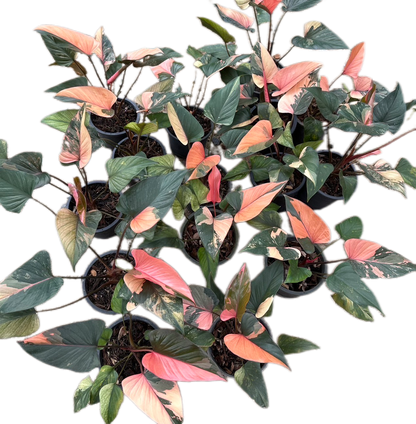 Homalomena Rubescens Pink Diamond – Set of 10 Plants