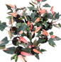 Homalomena Rubescens Pink Diamond – Set of 10 Plants