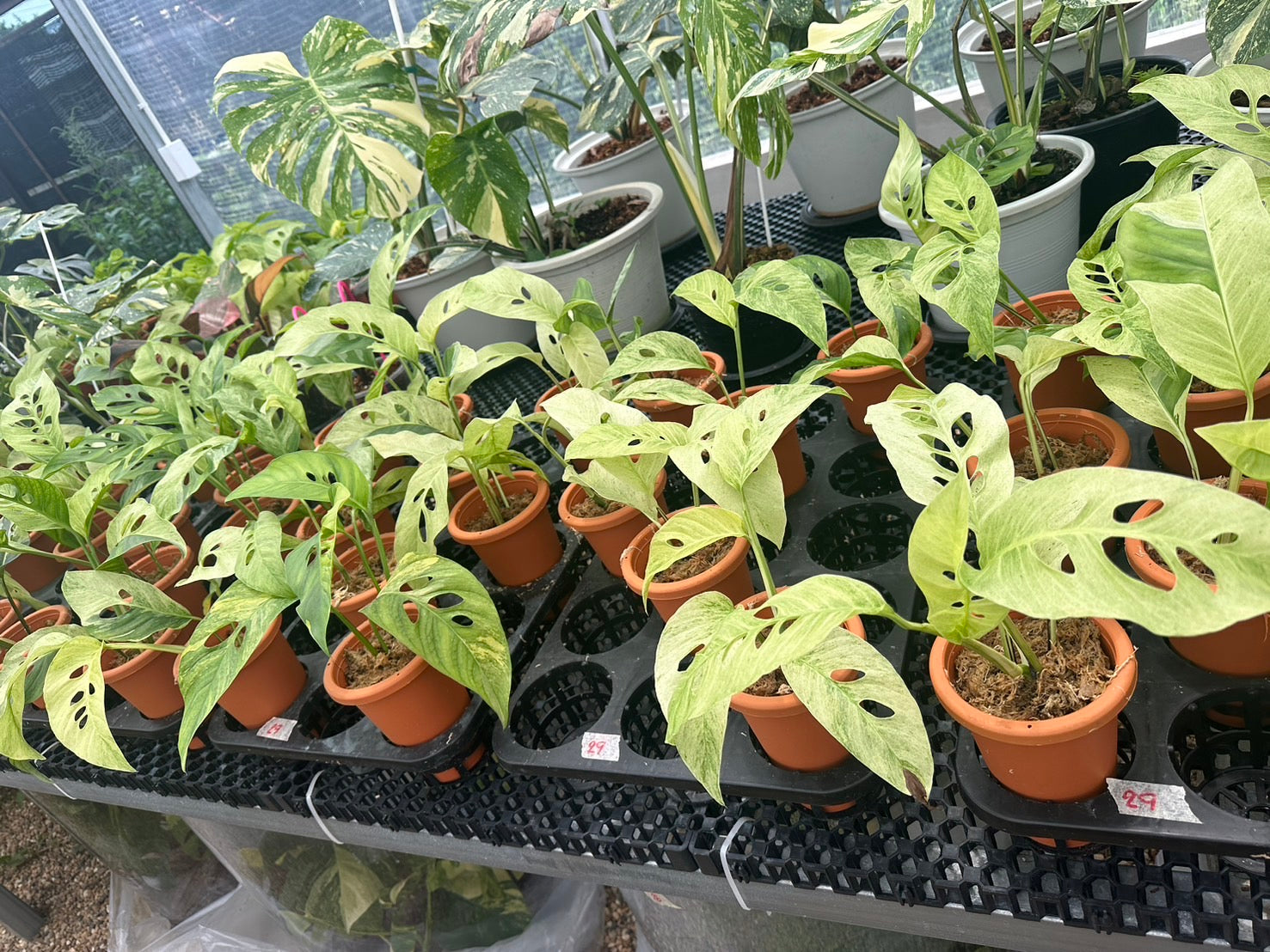 monstera laniata variegated Monstera laniata mint variegated