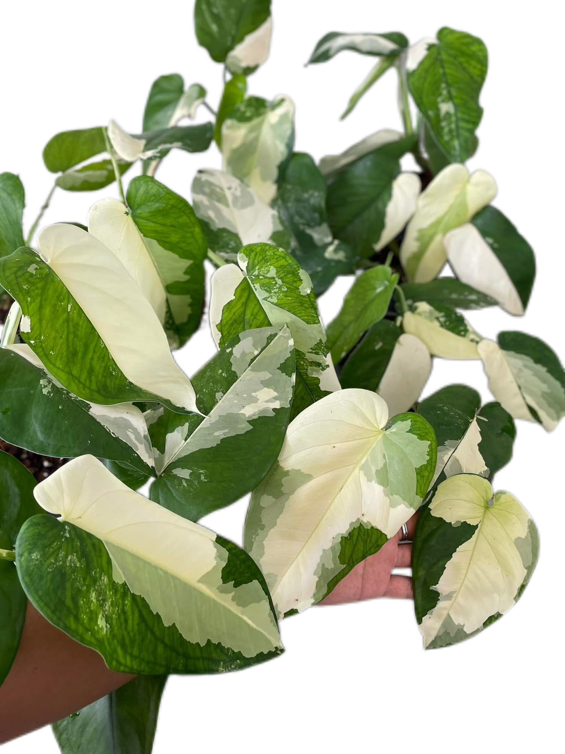Syngonium Cheapense Variegated – Set of 10 Plants