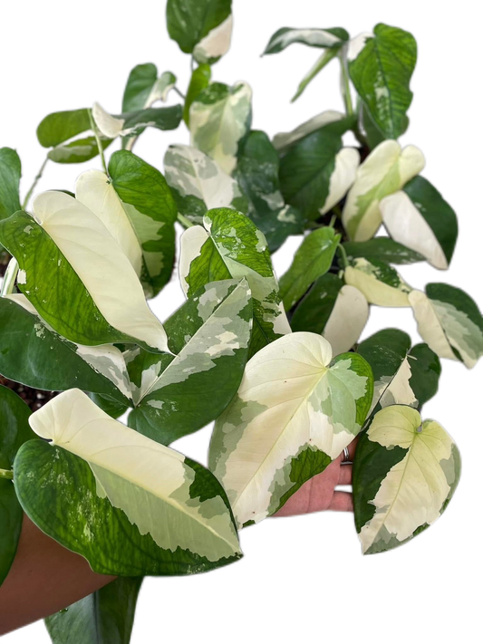 Syngonium Cheapense Variegated – Set of 10 Plants