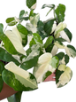 Syngonium Cheapense Variegated – Set of 10 Plants