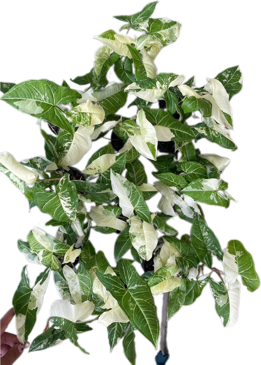 Syngonium Batik Variegated – Set of 10 Plants