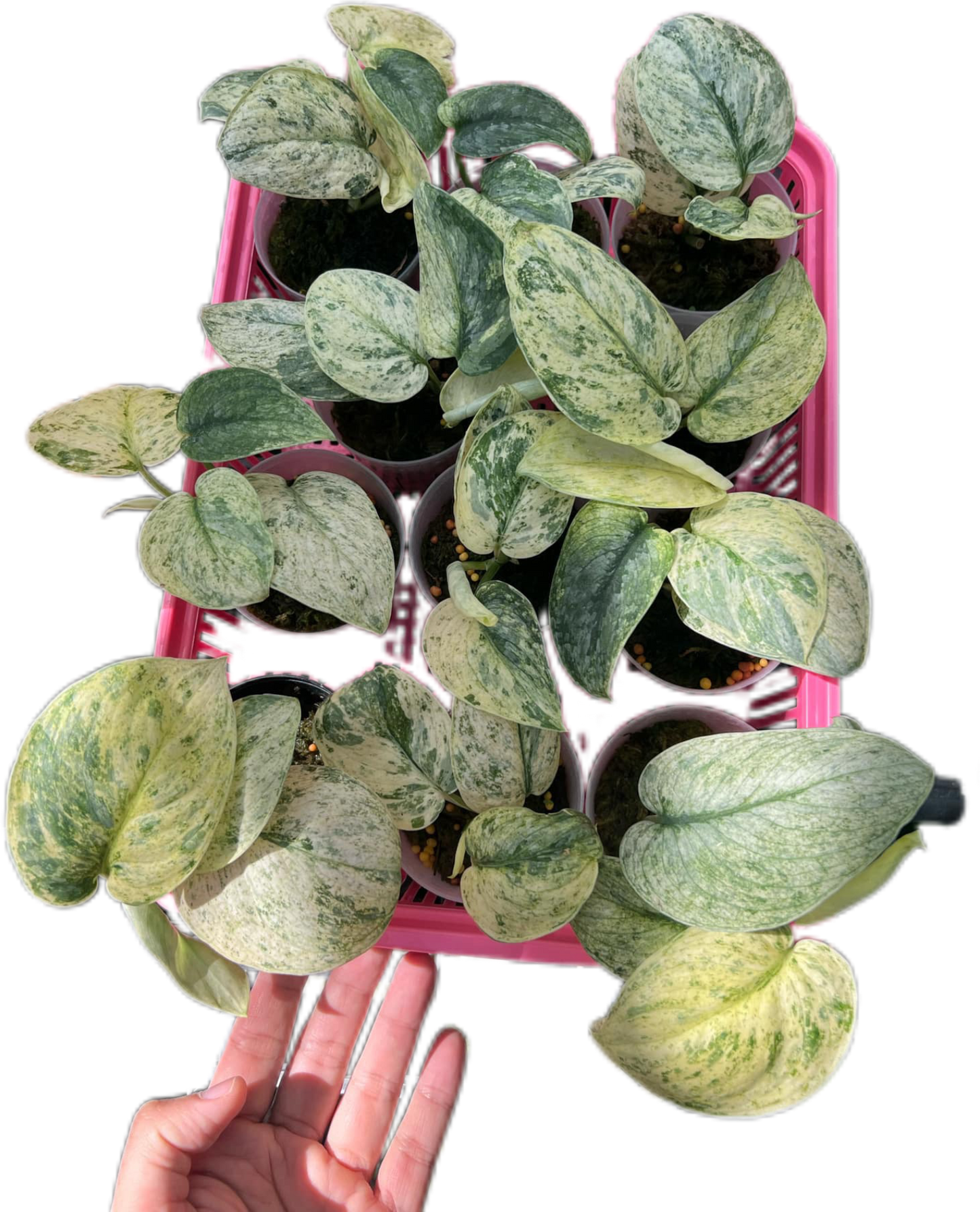 Scindapsus dark clouds albo Variegated - Set of 5 Plants