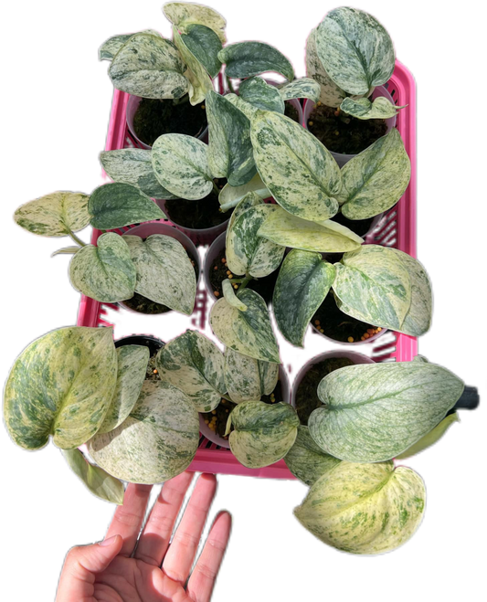 Scindapsus dark clouds albo Variegated - Set of 5 Plants