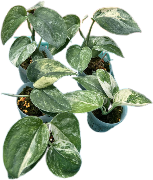 Scindapsus dark splash Variegated - Set of 5 Plants
