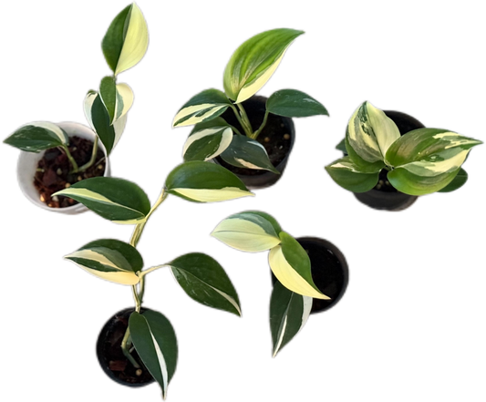 Scindapsus blue albo Variegated - Set of 10 Plants