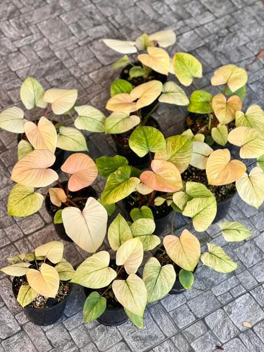 Homalomena Rubescens Peach Mint Variegated – Set of 10 Plants