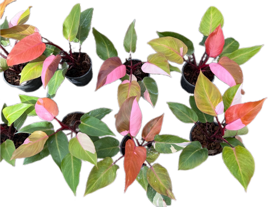 Philodendron Persimmon Princess – Set of 5 Plants